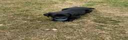 Labrador Retriever dogs for sale: Gorgeous black Labrador puppies - Advert 5