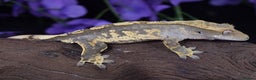 Gecko reptiles for sale: Various crested geckos - Advert 3