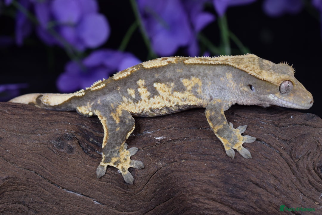 Gecko reptiles for sale: Various crested geckos - Advert 3