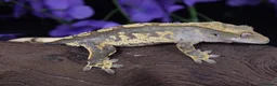 Gecko reptiles for sale: Various crested geckos - Advert 3