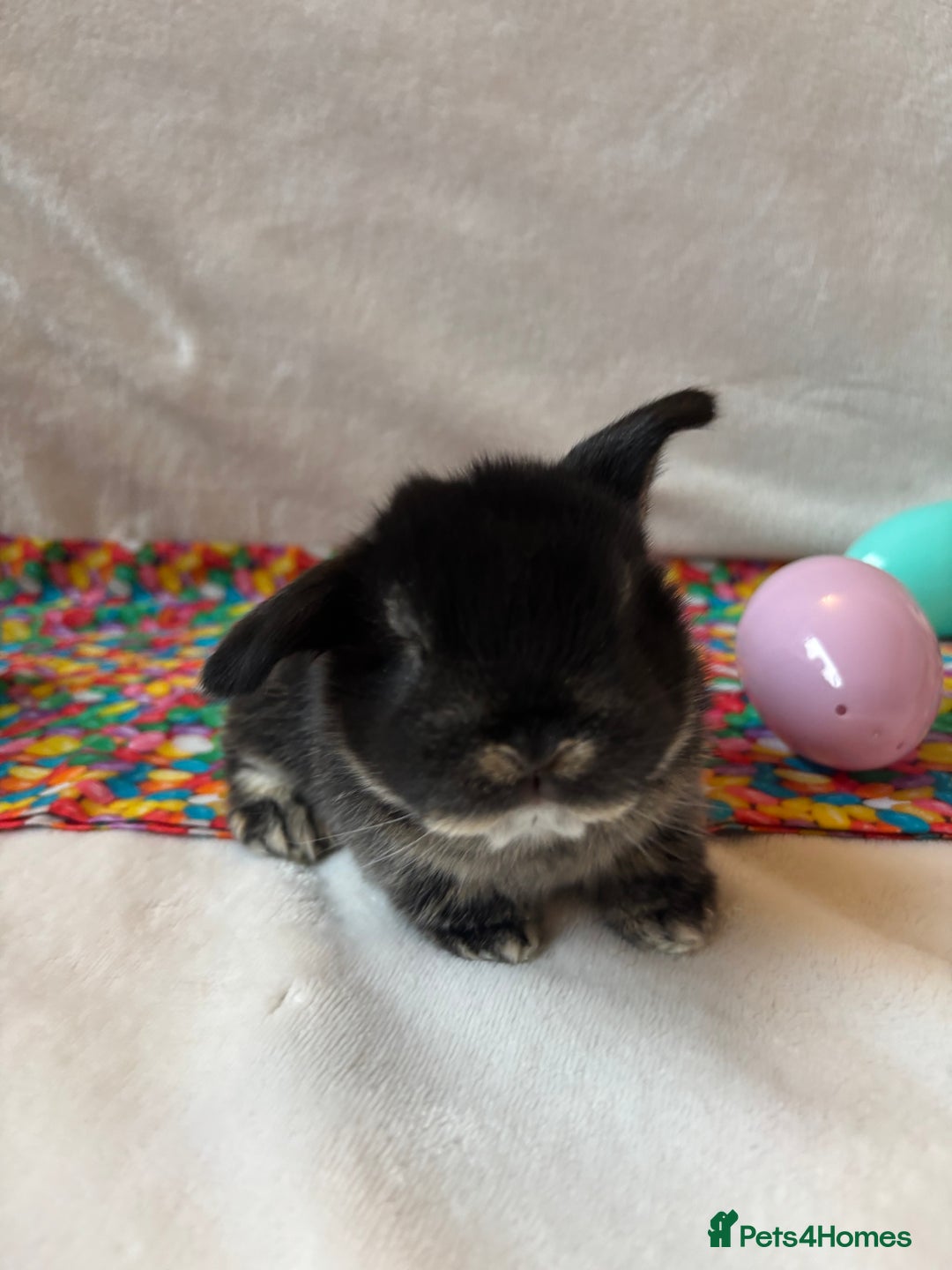 Mixed Breed rabbits for sale: 3 Baby Bunnies - Ready for their forever home! - Advert 6