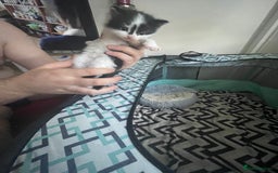 Turkish Angora cats for sale: Turkish angora kittens  - Image 9