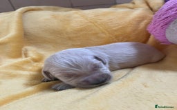 Golden Retriever dogs for sale: Exceptional Golden retriever puppies - Image 11