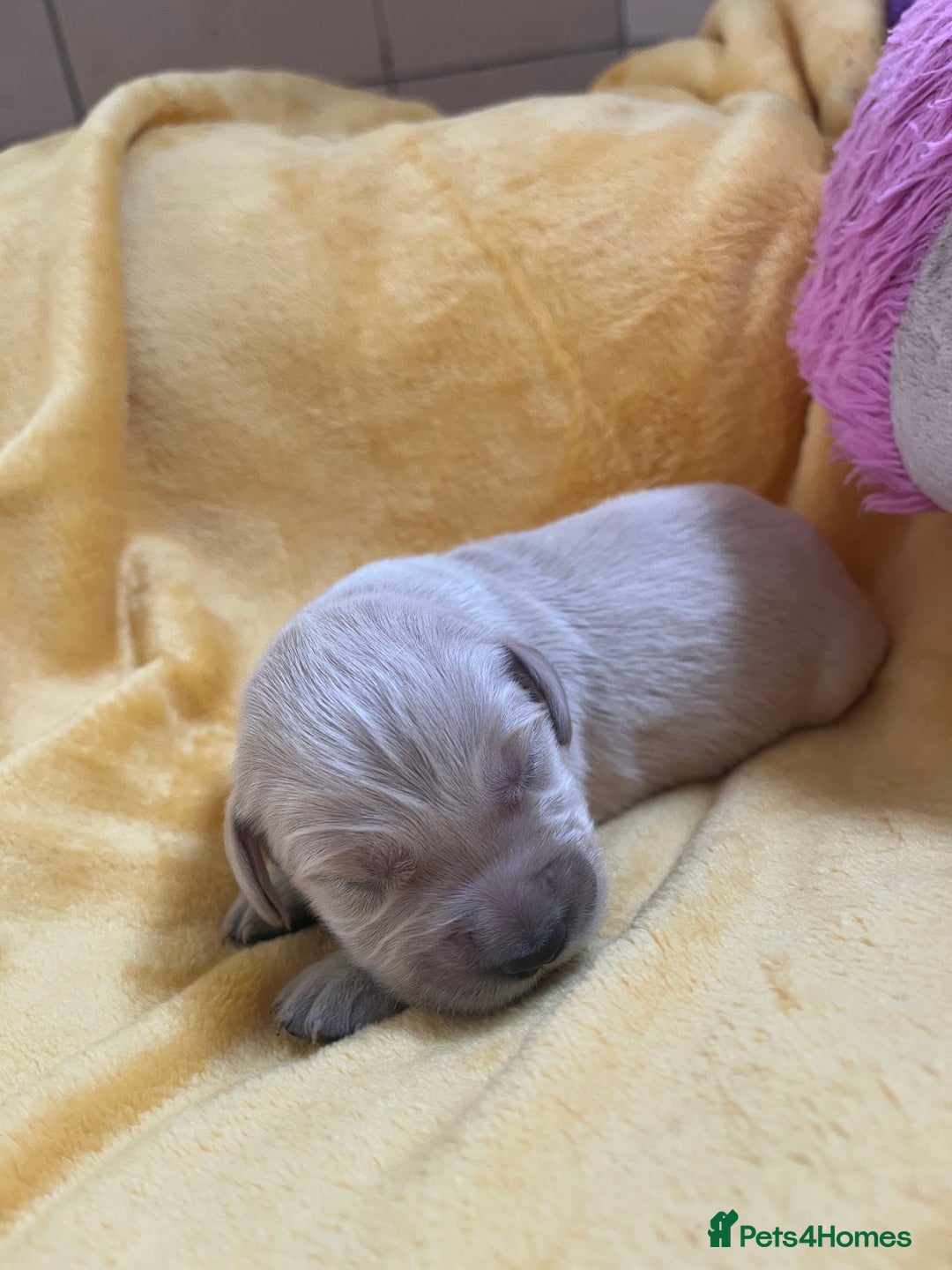 Golden Retriever dogs for sale: Exceptional Golden retriever puppies - Image 11