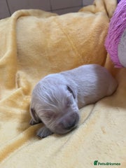 Golden Retriever Puppy 5