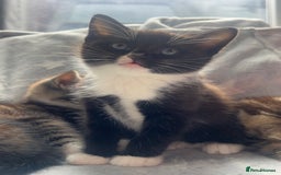 Mixed Breed cats for sale: kittens ready for reservation  - Image 5