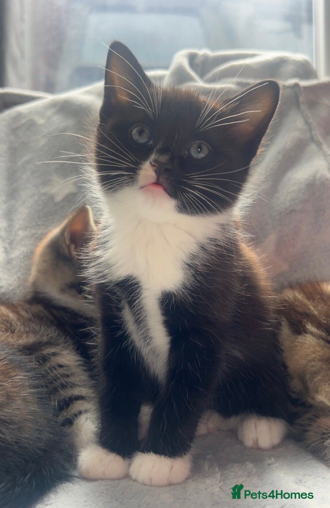 Mixed Breed cats for sale: kittens ready for reservation  - Image 5