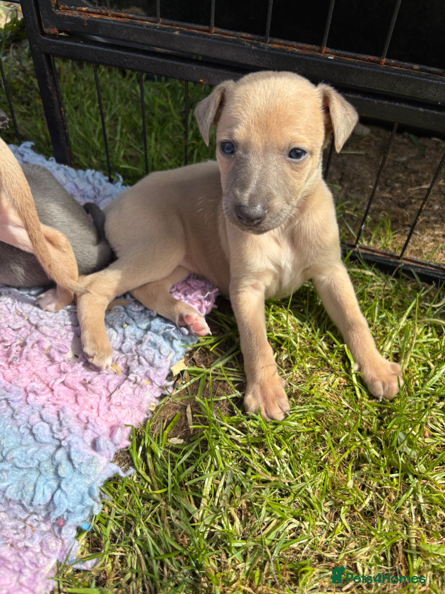 Whippet dogs Kc Reg Blue fawn & blue whippet pups  - Advert 3