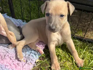 Whippet dogs Kc Reg Blue fawn & blue whippet pups - Advert 3