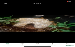 Leopard Gecko reptiles for sale: reptile vivarium and equipment for sale - Image 1