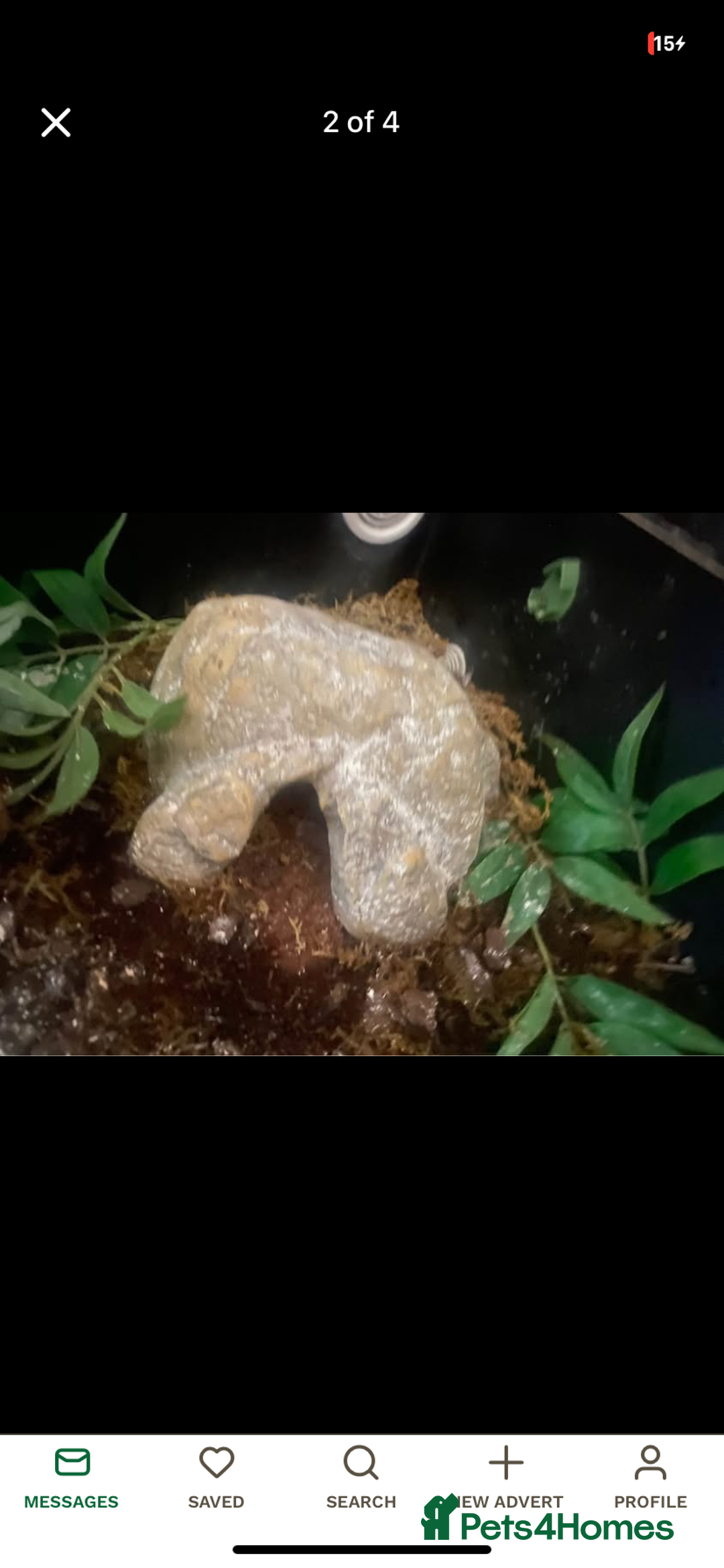 Leopard Gecko reptiles for sale: reptile vivarium and equipment for sale - Image 1