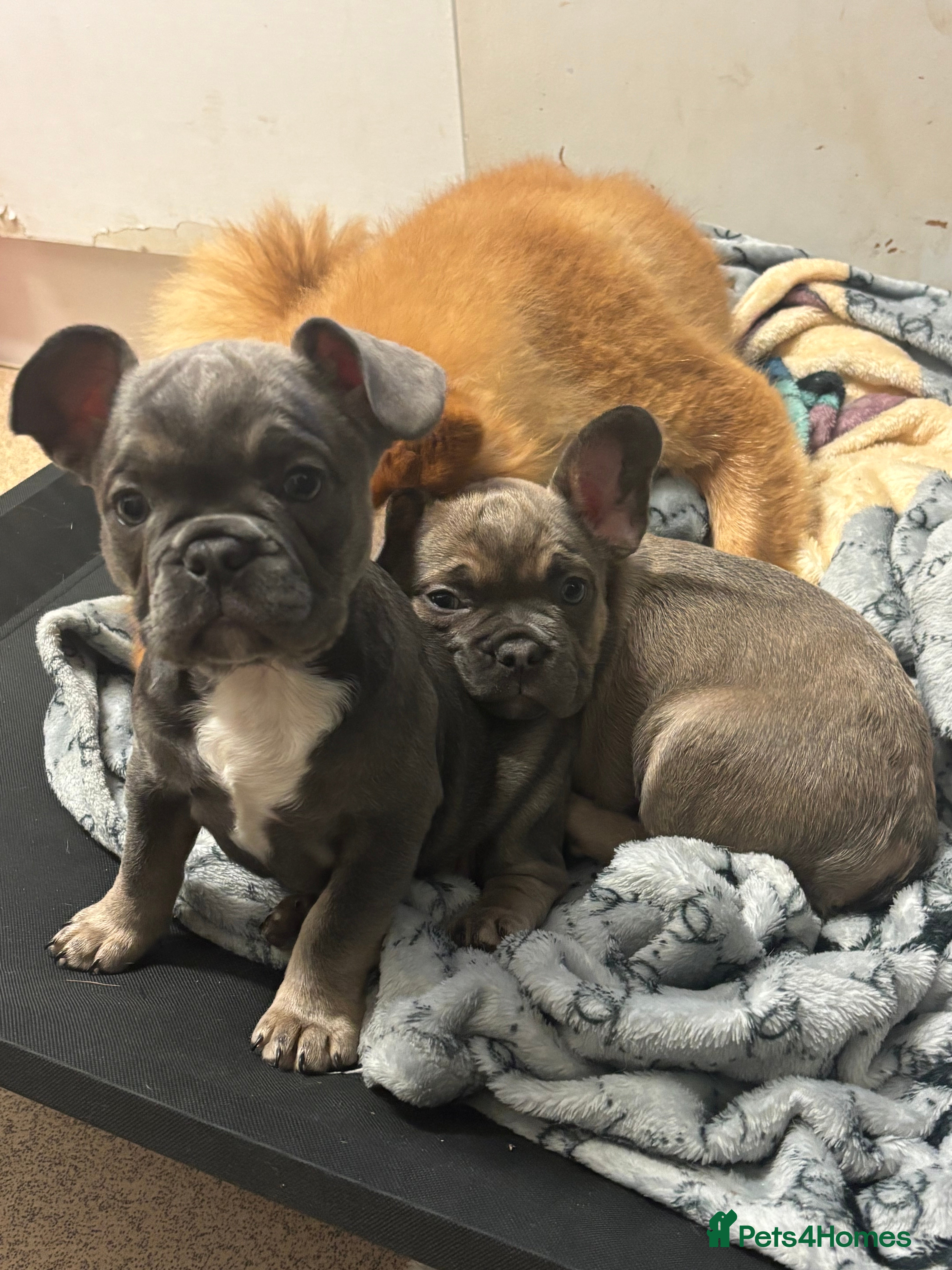 French Bulldog dogs French bulldog puppy’s  - Advert 18