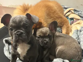 French Bulldog dogs French bulldog puppy’s - Advert 18