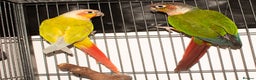 Conures birds for sale: Male Mutation Green Cheek Conures - Advert 7