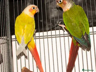Conures birds Male Mutation Green Cheek Conures - Advert 6