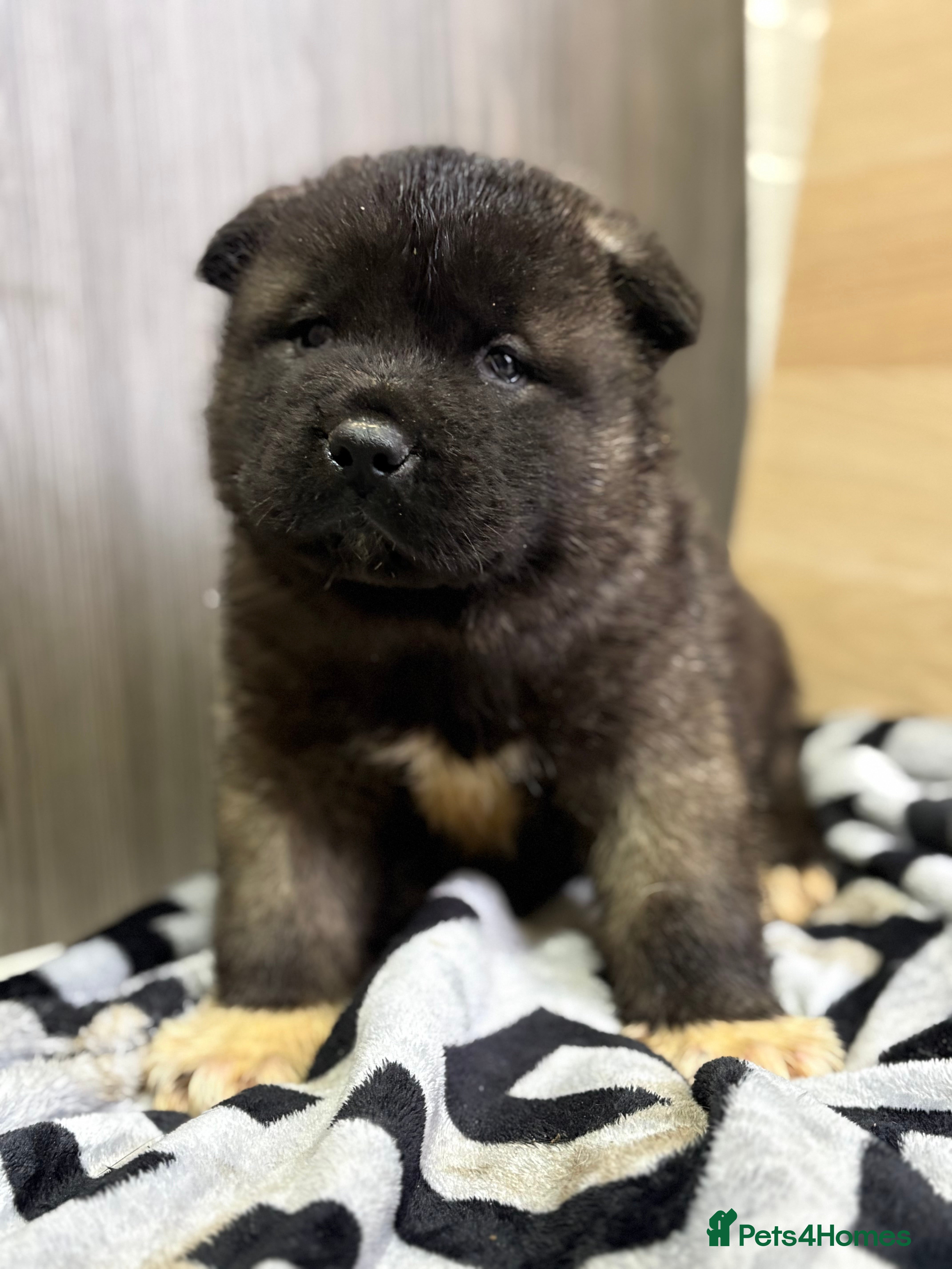 Akita dogs Beautiful KC Registered American Akita Puppies - Advert 2