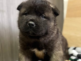 Akita dogs Beautiful KC Registered American Akita Puppies - Advert 6