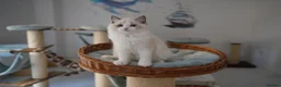 Ragdoll cats for sale: TICA registered kittens - Advert 5