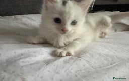 Mixed Breed cats for sale: White girls  - Image 6