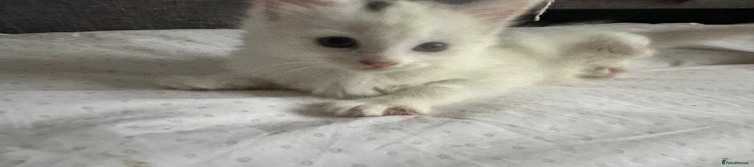 Mixed Breed Kitten 2