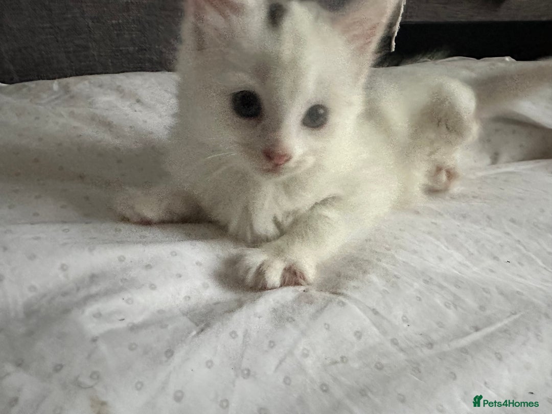 Mixed Breed cats for sale: White girls  - Image 6