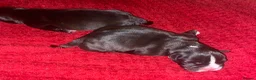 Mixed Breed dogs for sale: Frenchie x pocket bully x old English bulldog in Snodland - Advert 6