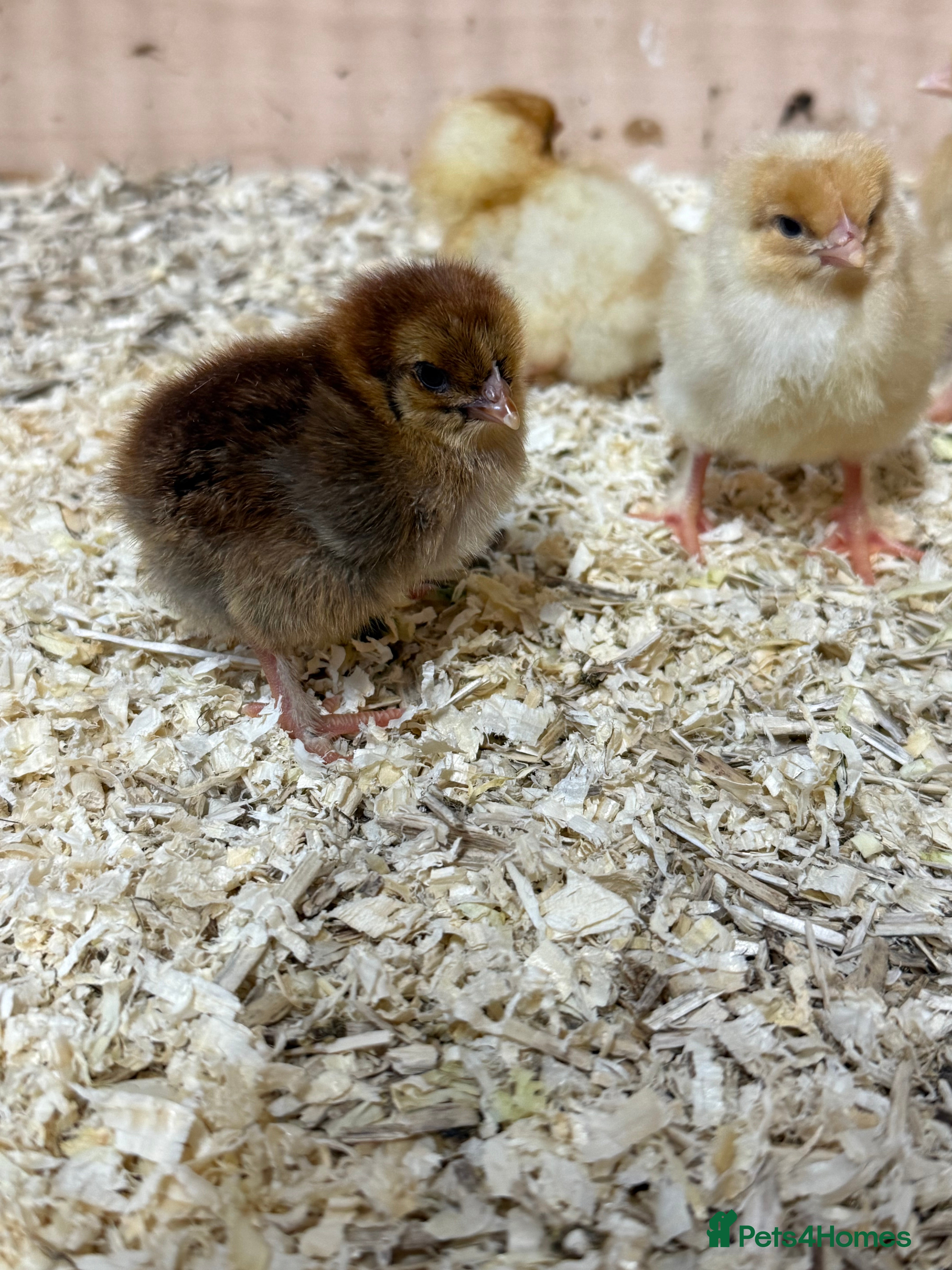Chickens poultry Day old chicks 🐣 mixed hybrids  - Advert 16