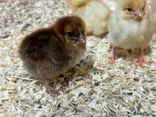 Chickens poultry Day old chicks 🐣 mixed hybrids - Advert 16