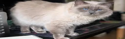 Ragdoll cats for sale: Affectionate 4yo Ragdoll looking for Forever Home  in Brierley Hill - Advert 1