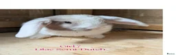Mini Lop rabbits for sale: Gorgeous Harlequin Mini-Lops in Newport - Advert 2