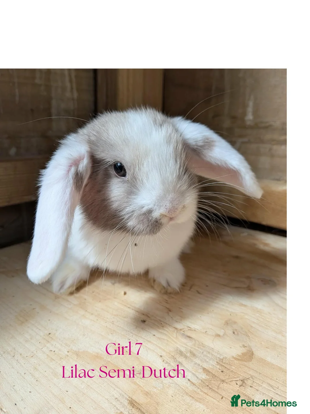 Mini Lop rabbits for sale: Gorgeous Harlequin Mini-Lops in Newport - Advert 2