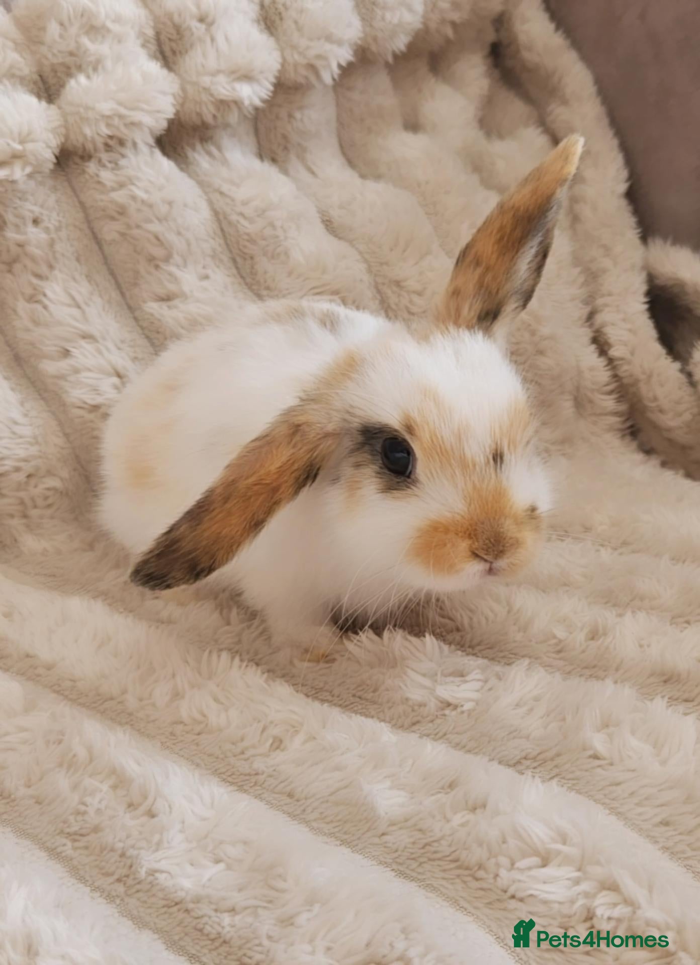 Mini Lop rabbits baby rabbits (ready now) - Advert 1