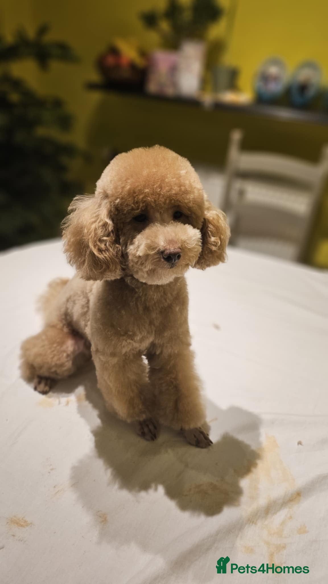 Toy Poodle dogs Toy Poodle Stud - Advert 4