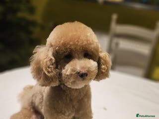Toy Poodle dogs Toy Poodle Stud - Advert 23