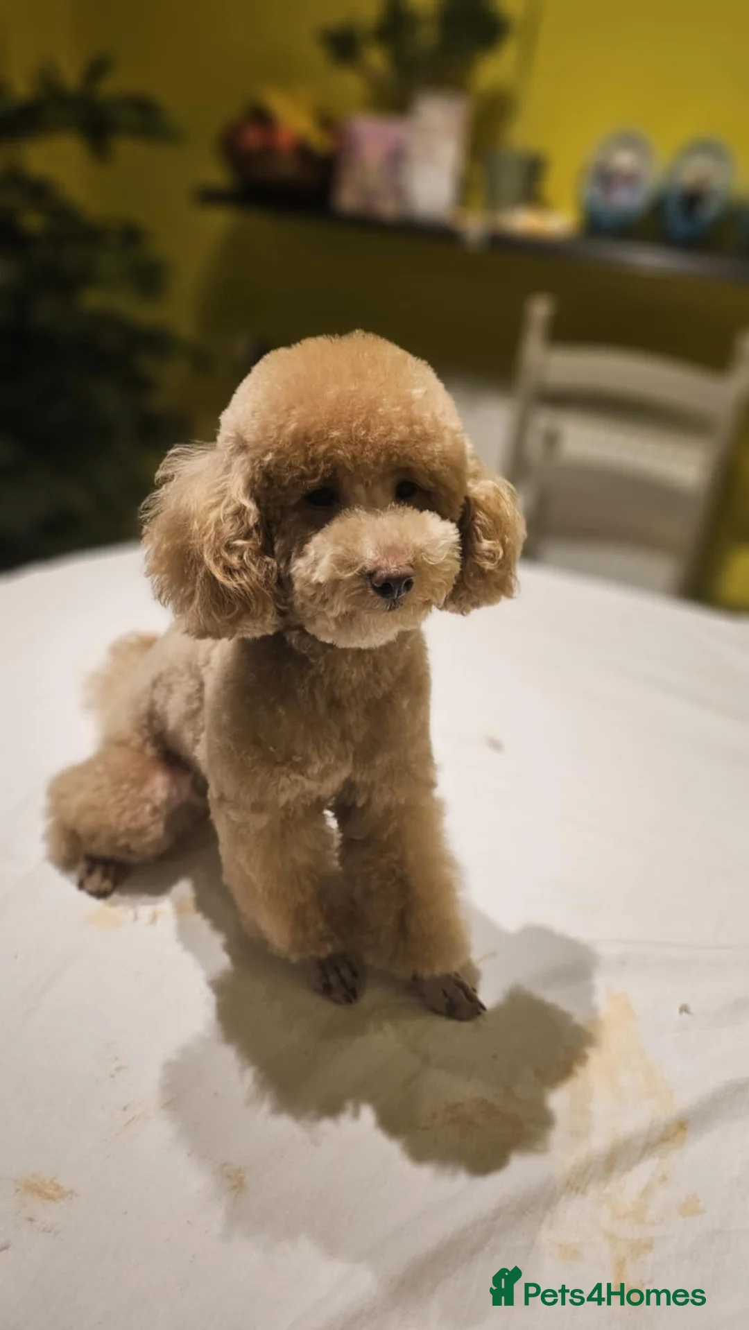Toy Poodle dogs for stud: Toy Poodle Stud - Advert 1