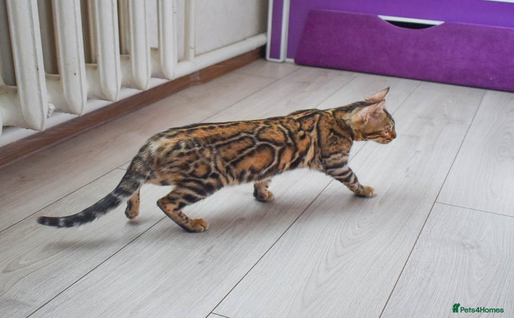 Bengal cats in Nelson - Advert 3
