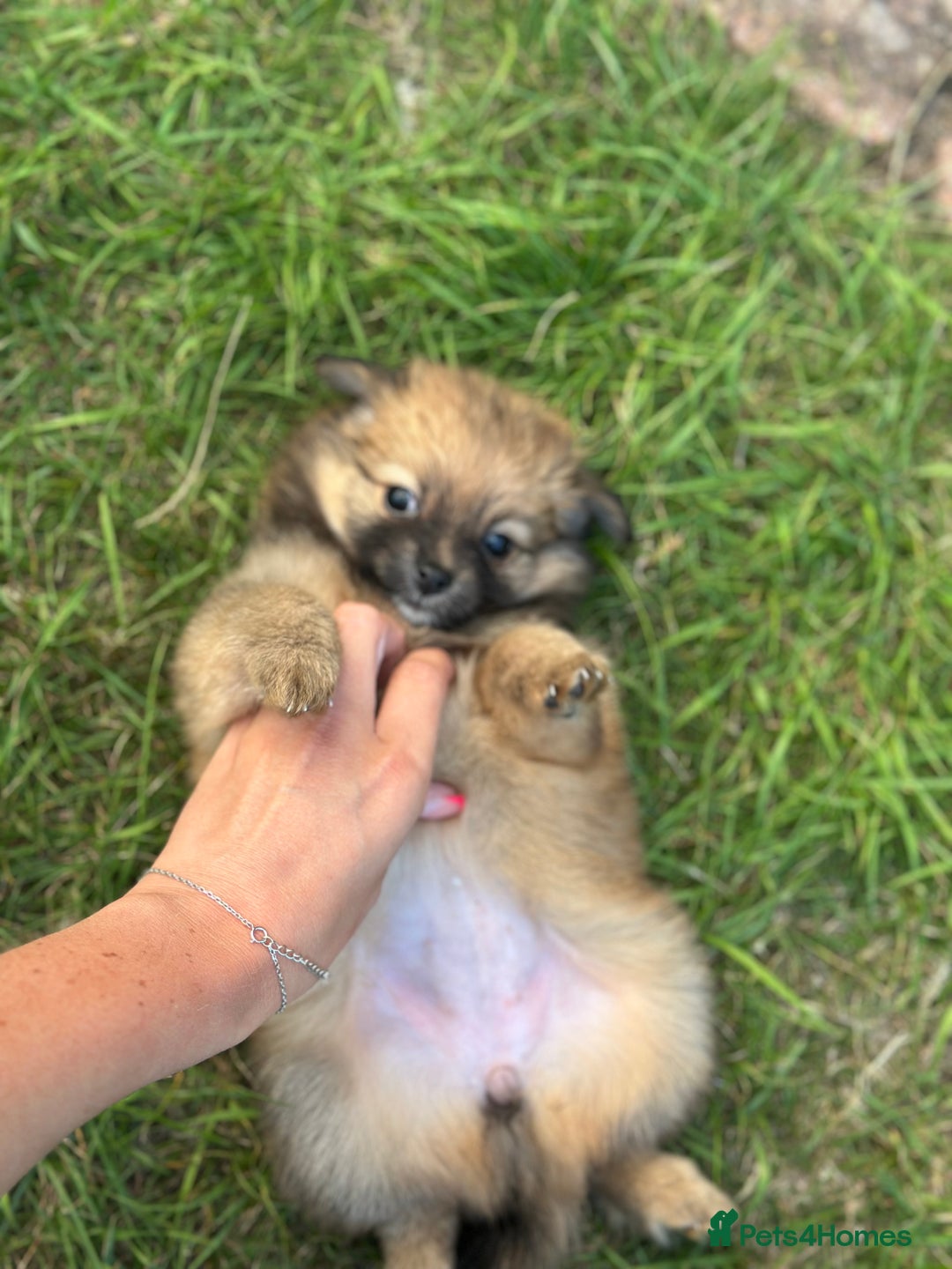 Pomeranian dogs for sale: 5 BEAUTIFUL TEDDY TYPE FOXY POMERANIANS - Image 13