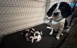 Mixed Breed dogs for sale: 6 spaniel, beagle, jack Russell cross for sale  - Image 9