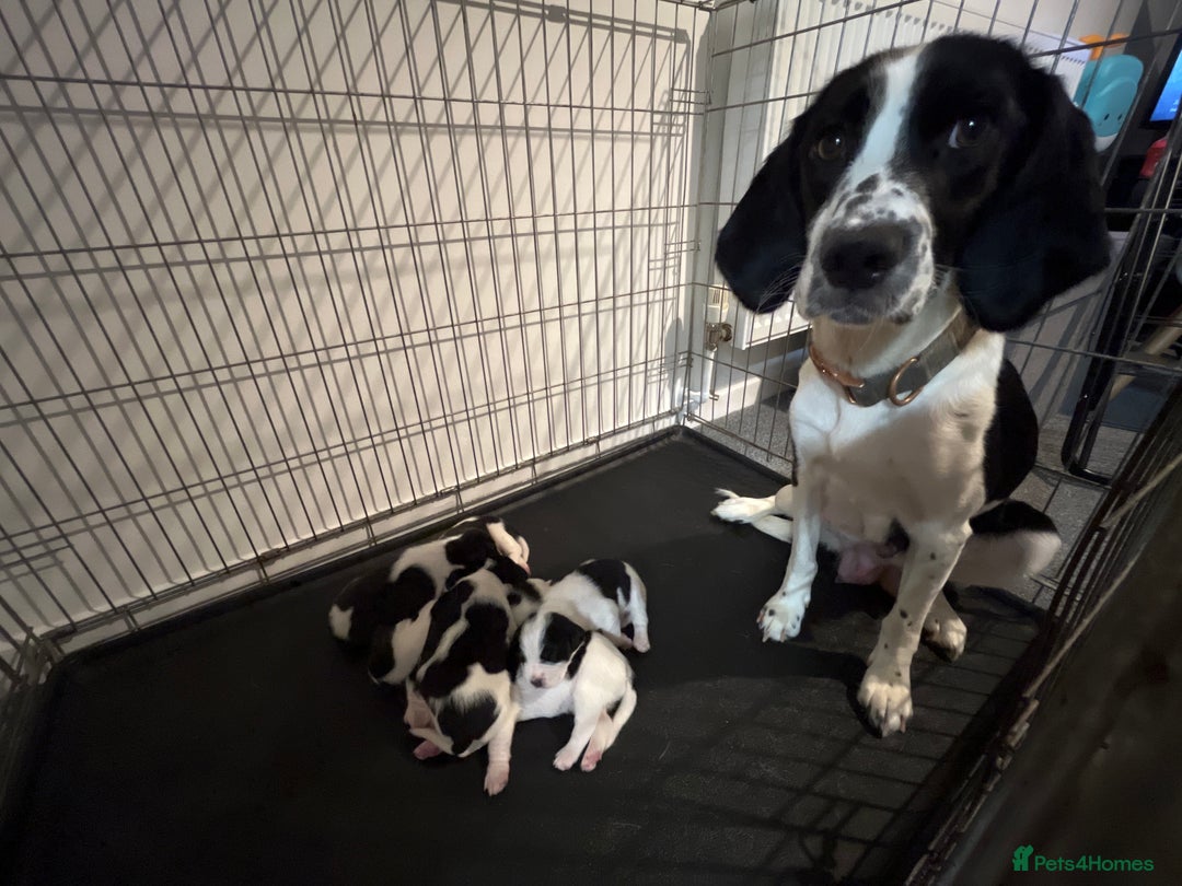 Mixed Breed dogs for sale: 6 spaniel, beagle, jack Russell cross for sale  - Image 9
