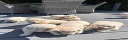 Golden Retriever dogs for sale: Pedigree golden retriever puppies in Runcorn - Advert 8