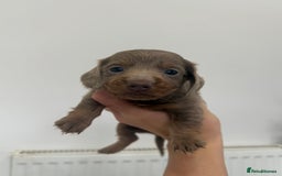 Miniature Dachshund dogs for sale: miniature dachshund puppies  - Image 7