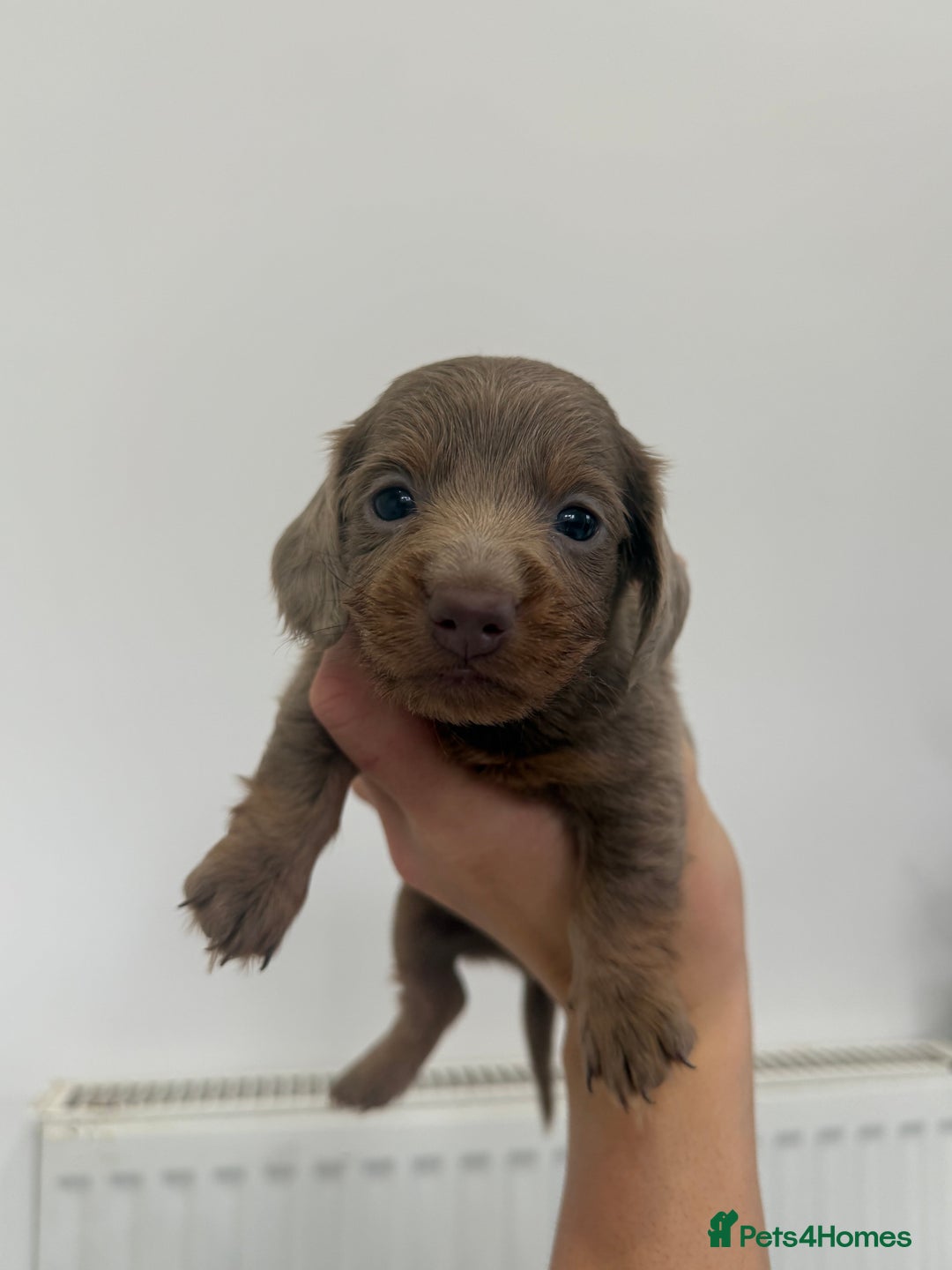 Miniature Dachshund dogs for sale: miniature dachshund puppies  - Image 7