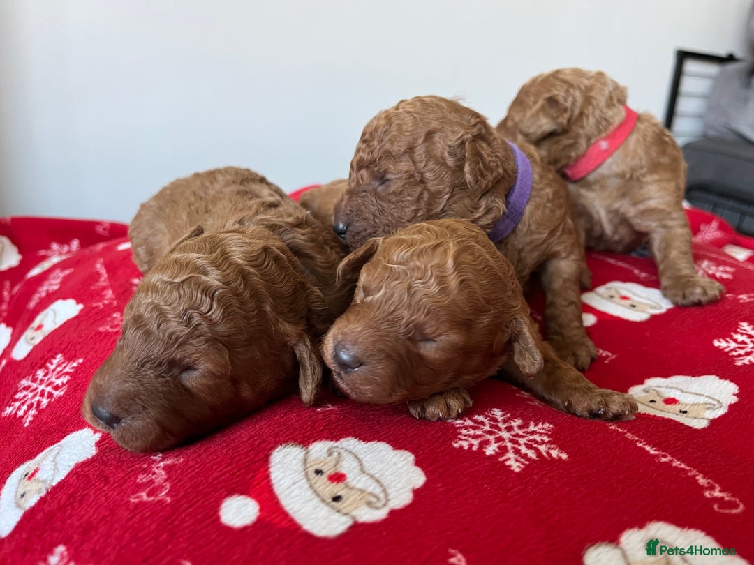 Toy Poodle dogs for sale: ***Stunning Fox red Toy Poodle puppies*** - Advert 3