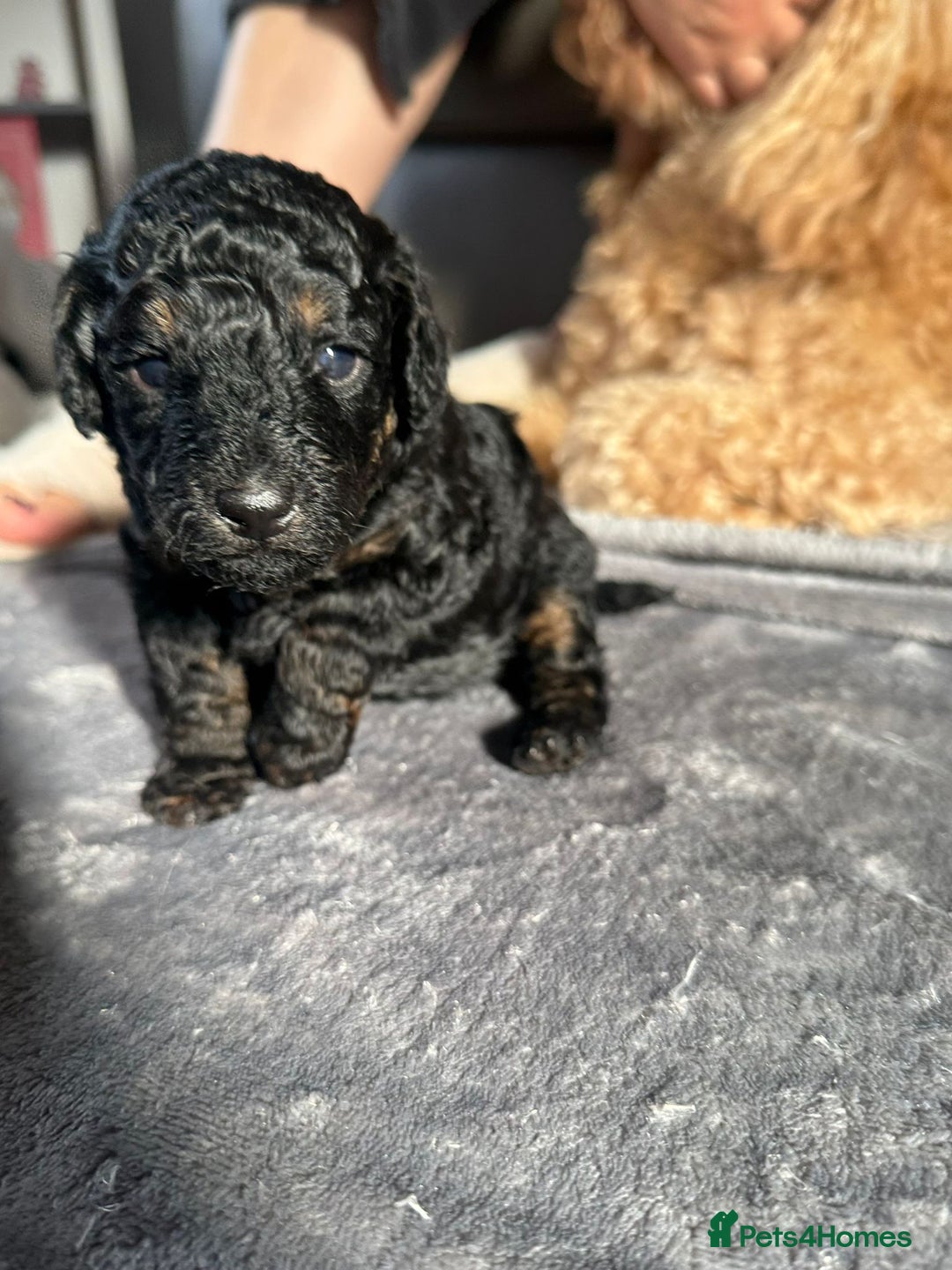 Cockapoo dogs for sale: Gorgeous F1B cockapoo  - Image 2