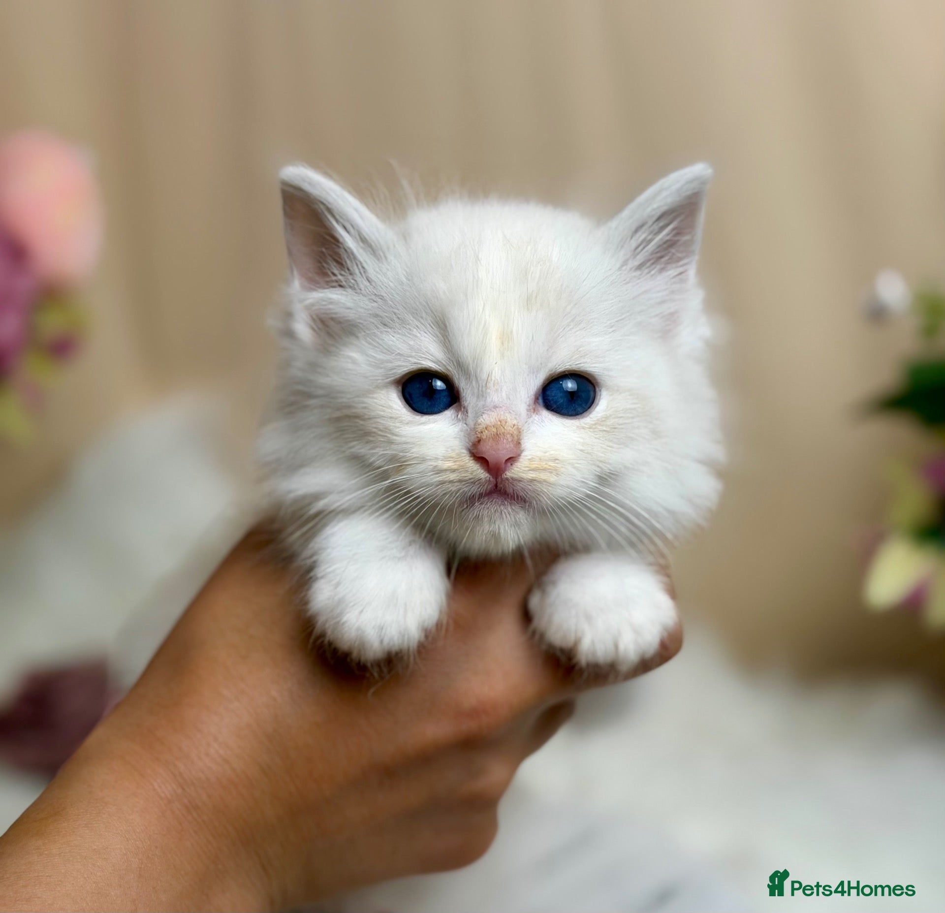 Ragdoll cats Outstanding Ragdoll Kittens✨Exceptional Quality - Advert 1