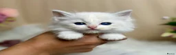Ragdoll cats for sale: Outstanding Ragdoll Kittens✨Exceptional Quality - Advert 1