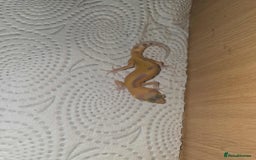 Gecko reptiles for sale: Leopard gecko  - Image 2