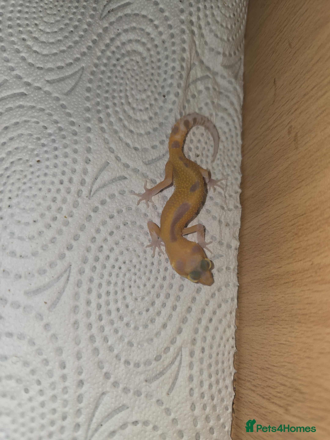 Gecko reptiles for sale: Leopard gecko  - Image 2