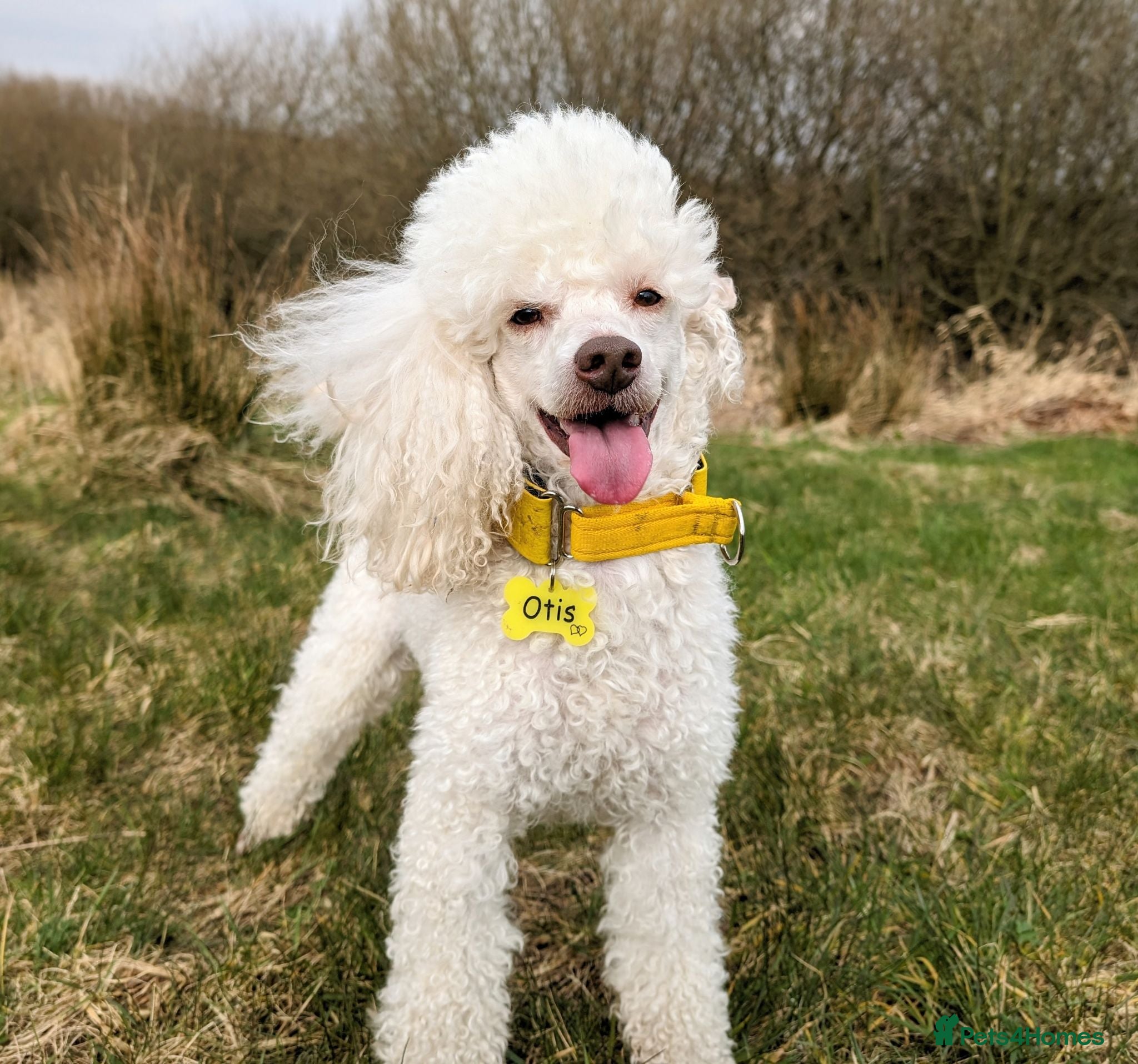 Miniature Poodle dogs KC registered / health tested / colour tested  - Advert 9