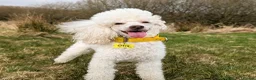 Miniature Poodle dogs for stud: KC registered / health tested / colour tested  - Advert 1